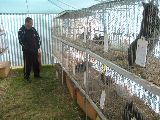 Ausstellung der Kleintierzüchter